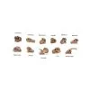 Dinosaur Skulls - Set of 11